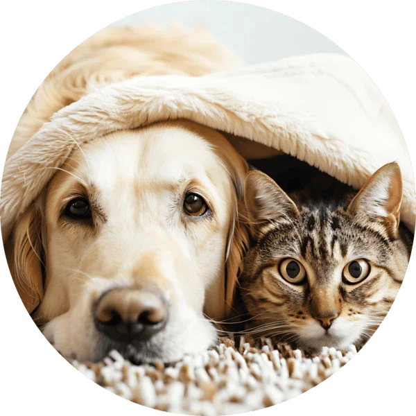Petiss vs. Waypet: A Detailed Comparison of Pet Odor Eliminators - AromaQuest - Instant Fresh Air